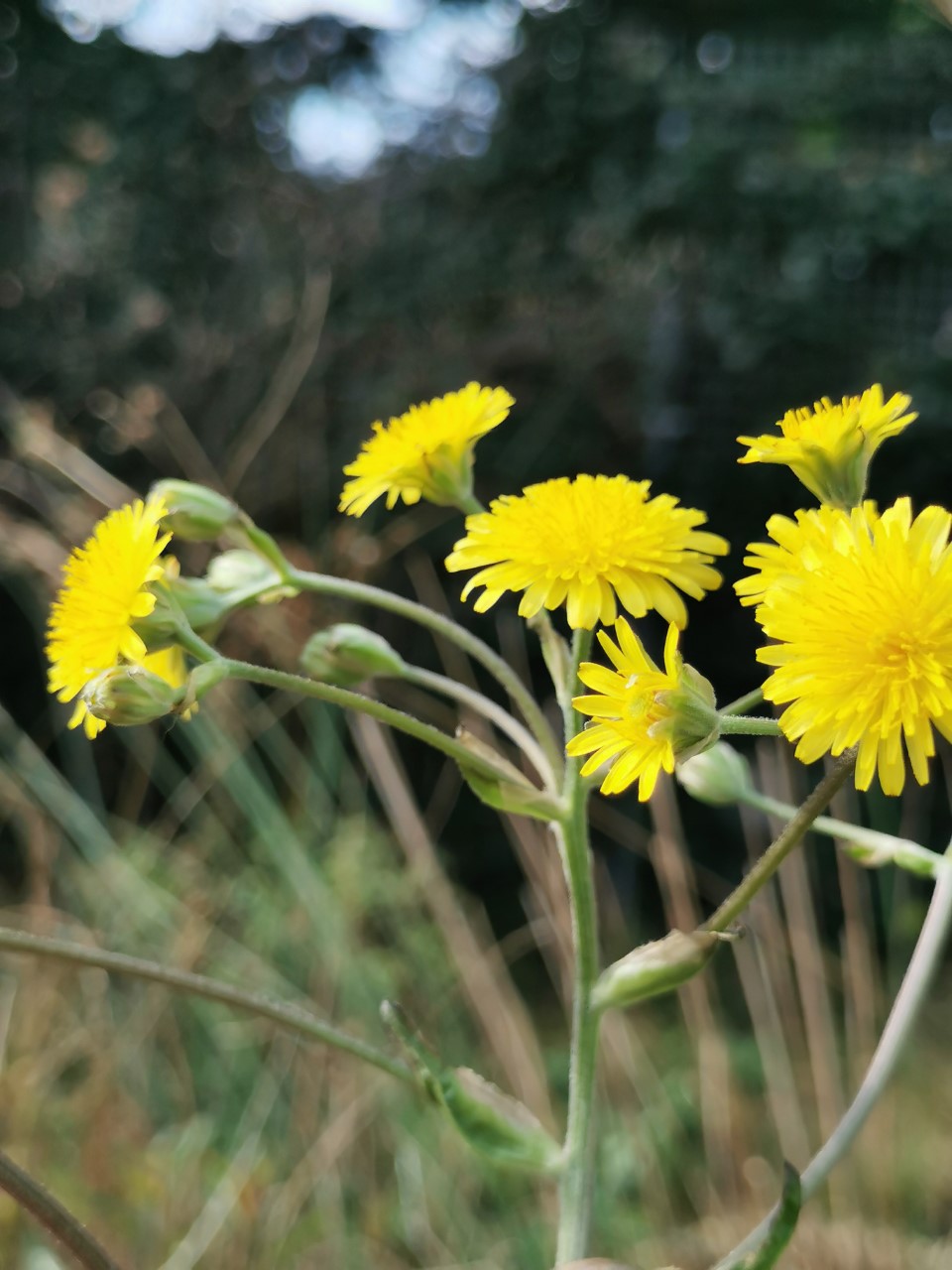 Crepis vesicaria subsp. vesicaria (door Sipke Gonggrijp)