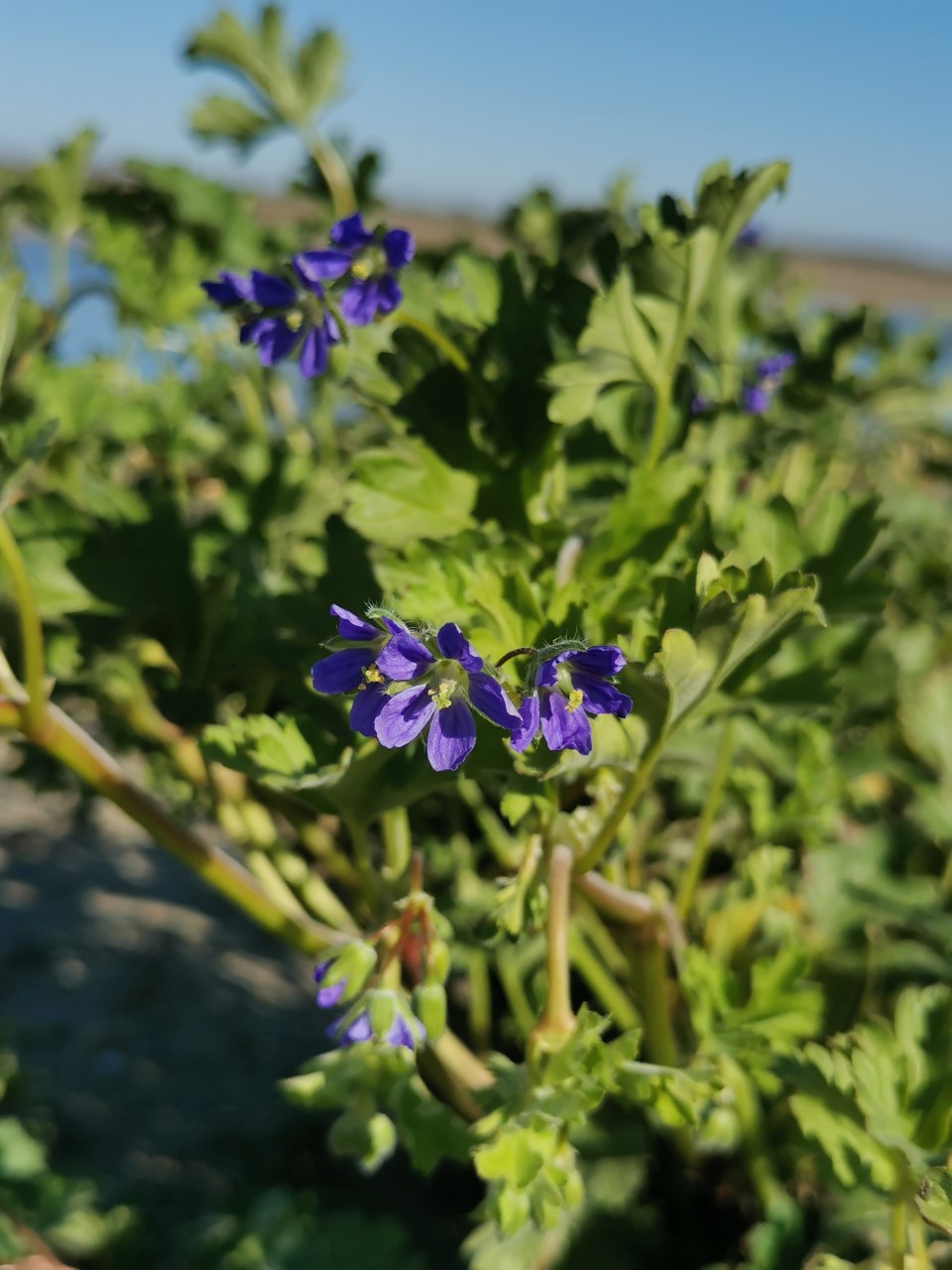 Erodium crinitum (door Sipke Gonggrijp)