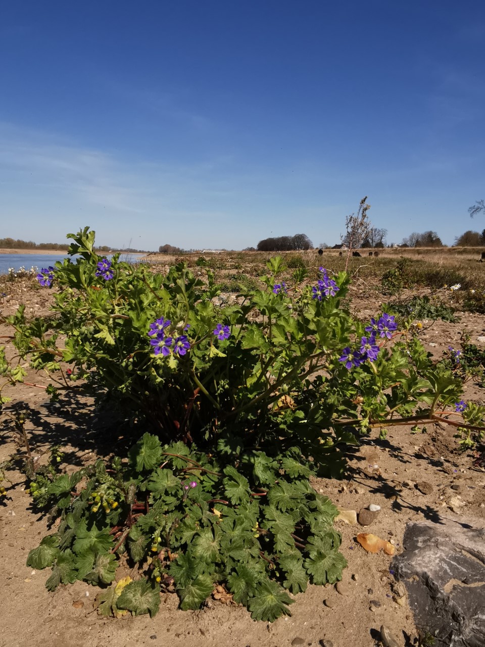 Erodium crinitum (door Sipke Gonggrijp)