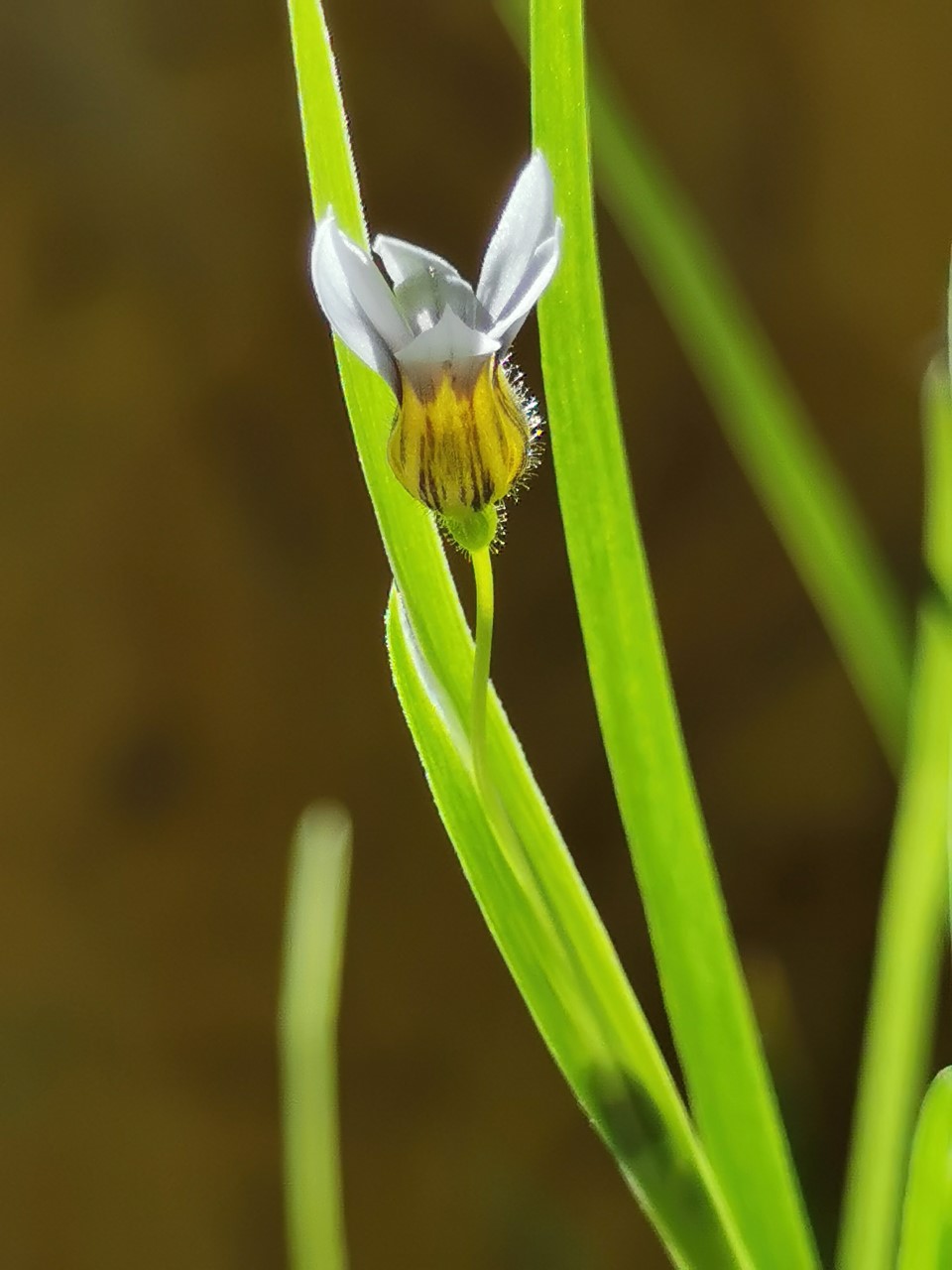 Sisyrinchium rosulatum (door Sipke Gonggrijp)