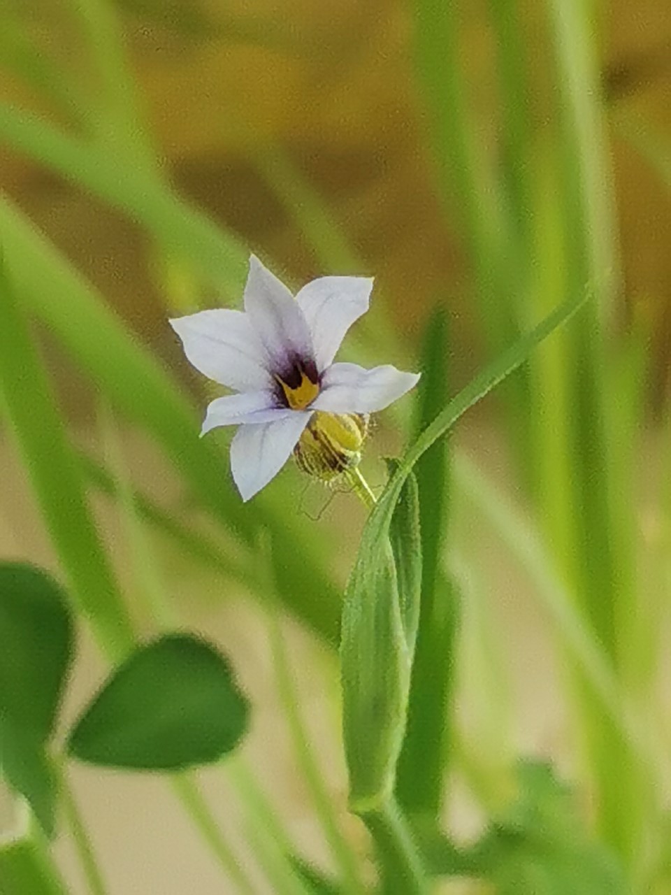 Sisyrinchium rosulatum (door Sipke Gonggrijp)