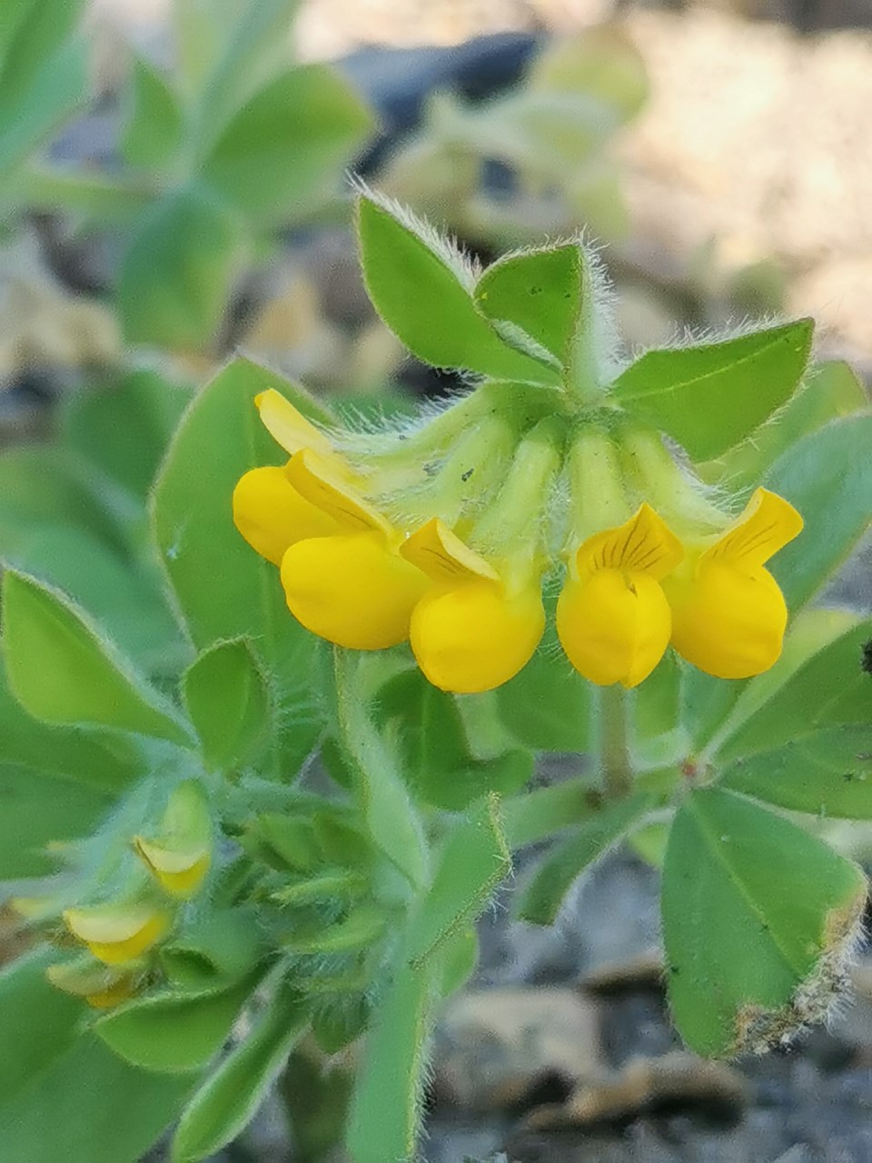 Lotus subbiflorus (door Sipke Gonggrijp)