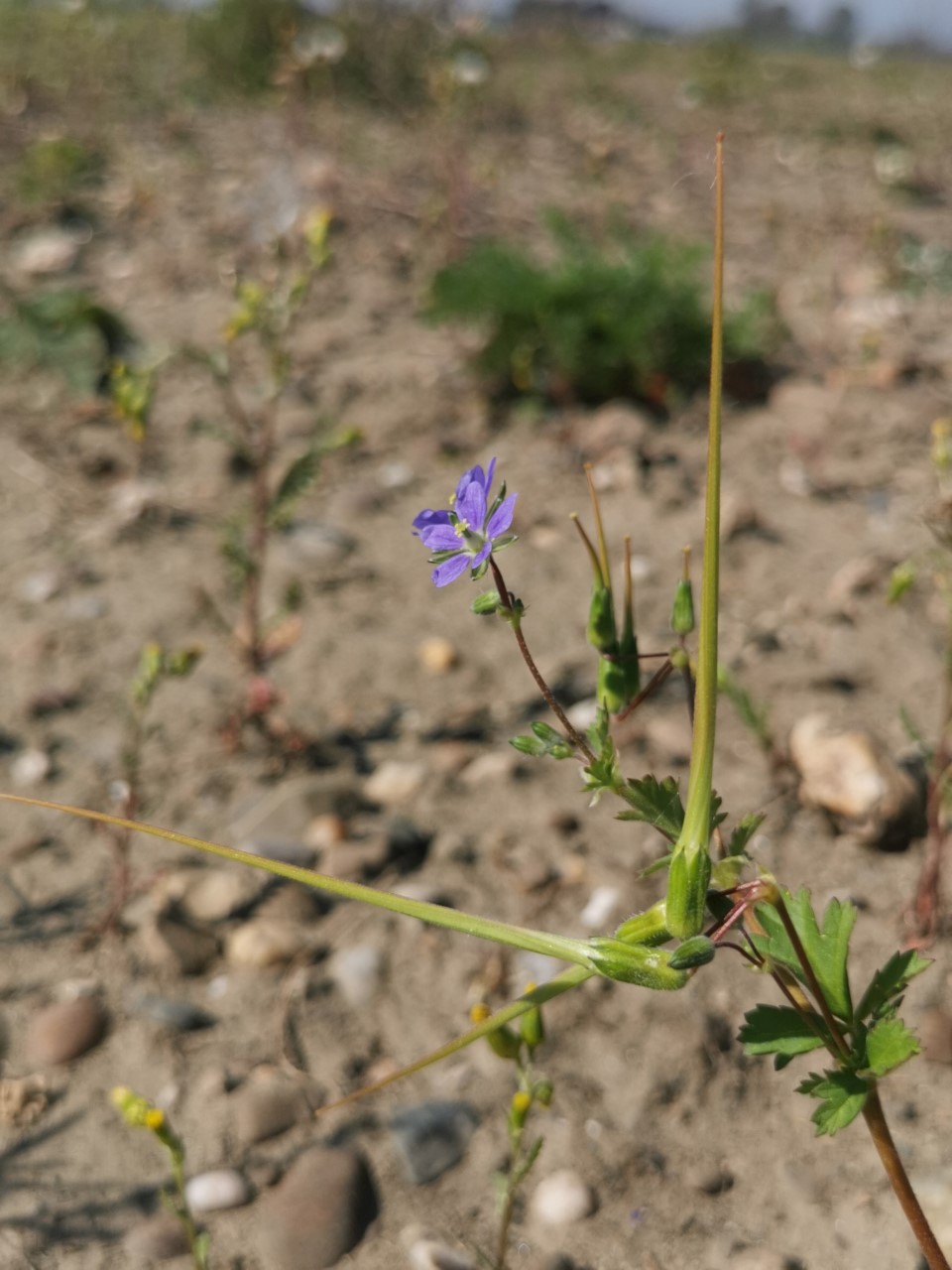 Erodium crinitum (door Sipke Gonggrijp)