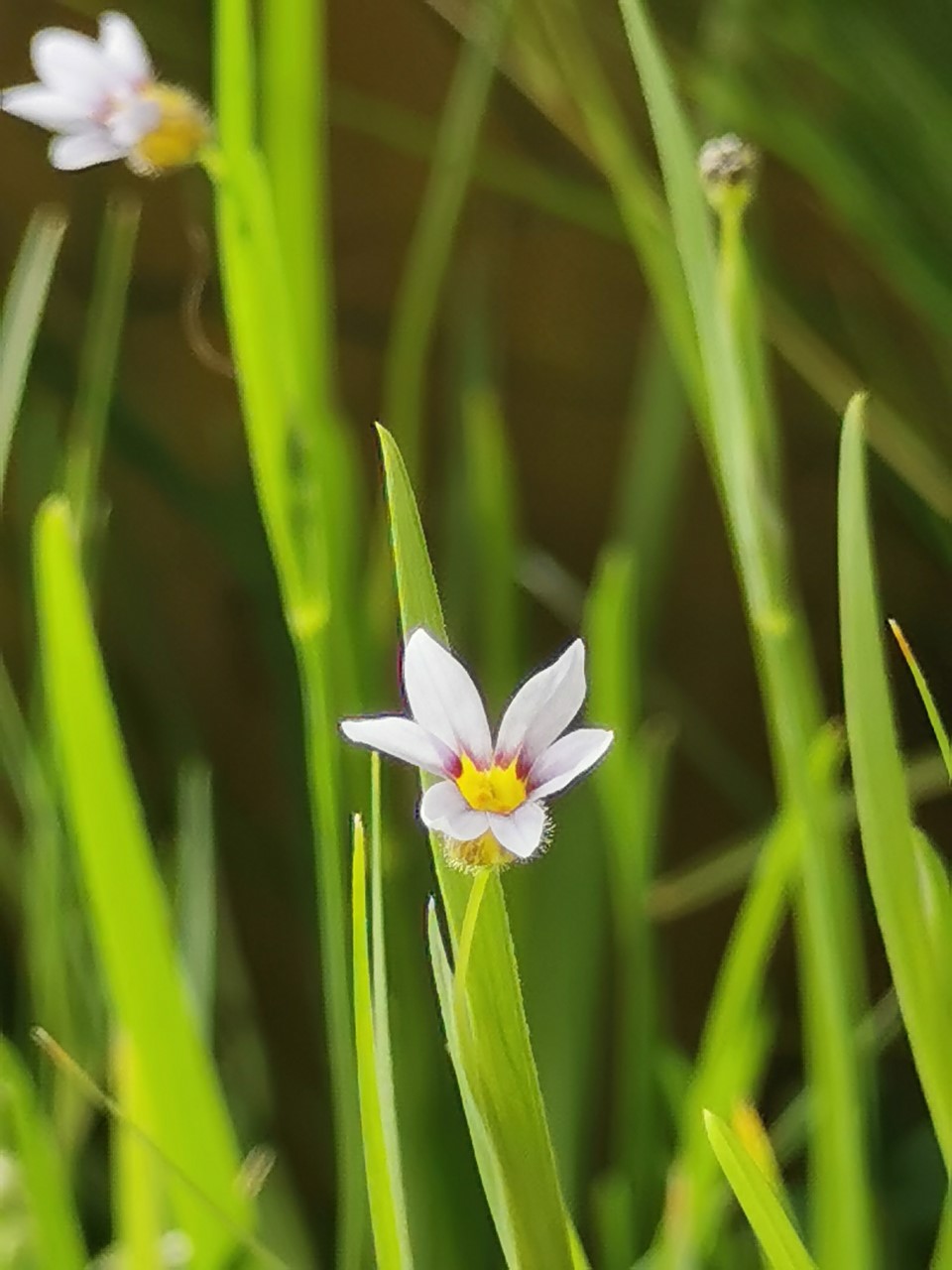 Sisyrinchium rosulatum (door Sipke Gonggrijp)