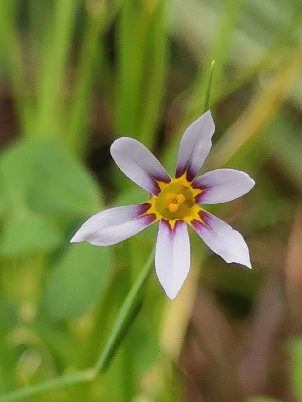 Sisyrinchium rosulatum (door Sipke Gonggrijp)