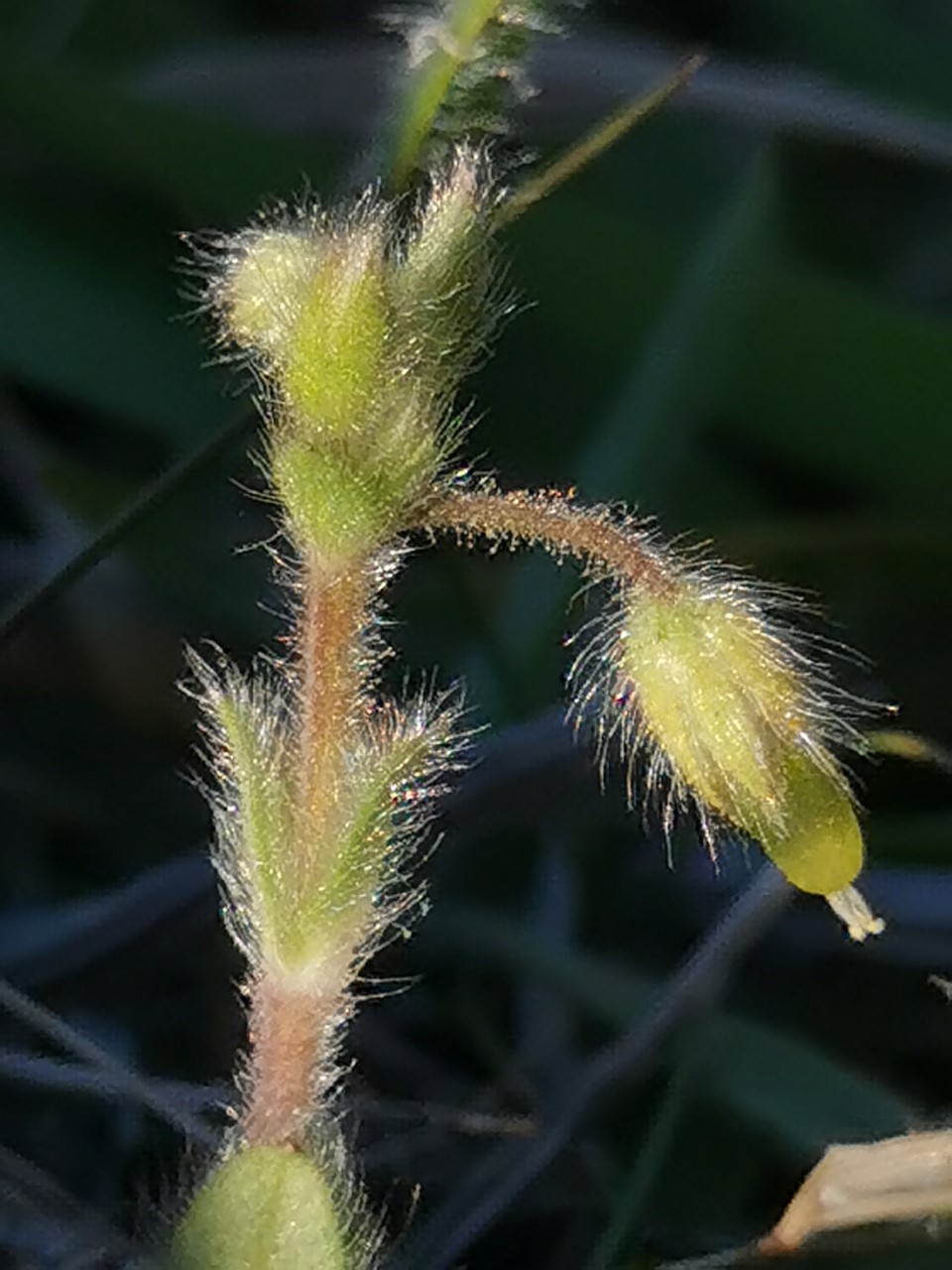 Cerastium brachypetalum subsp. luridum (door Sipke Gonggrijp)