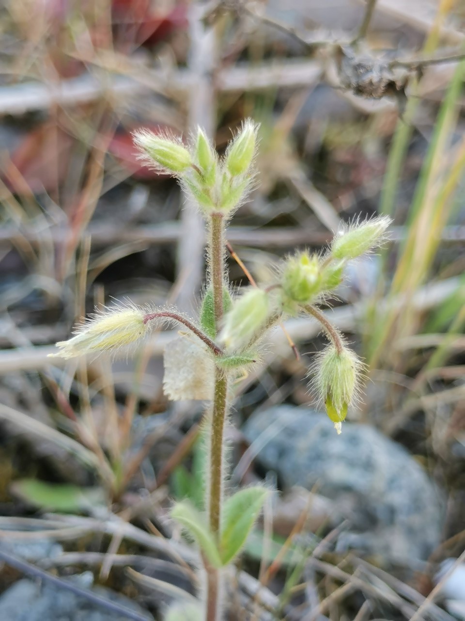 Cerastium brachypetalum subsp. luridum (door Sipke Gonggrijp)