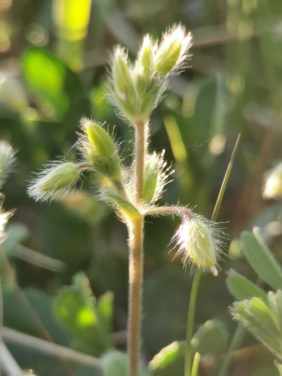 Cerastium brachypetalum (door Sipke Gonggrijp)