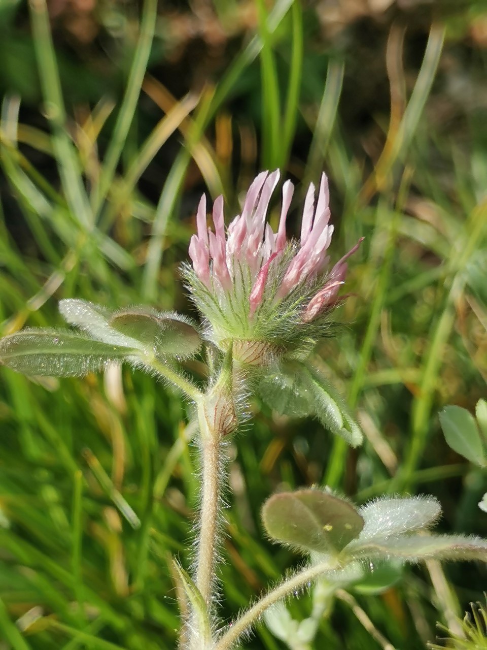 Trifolium hirtum (door Sipke Gonggrijp)