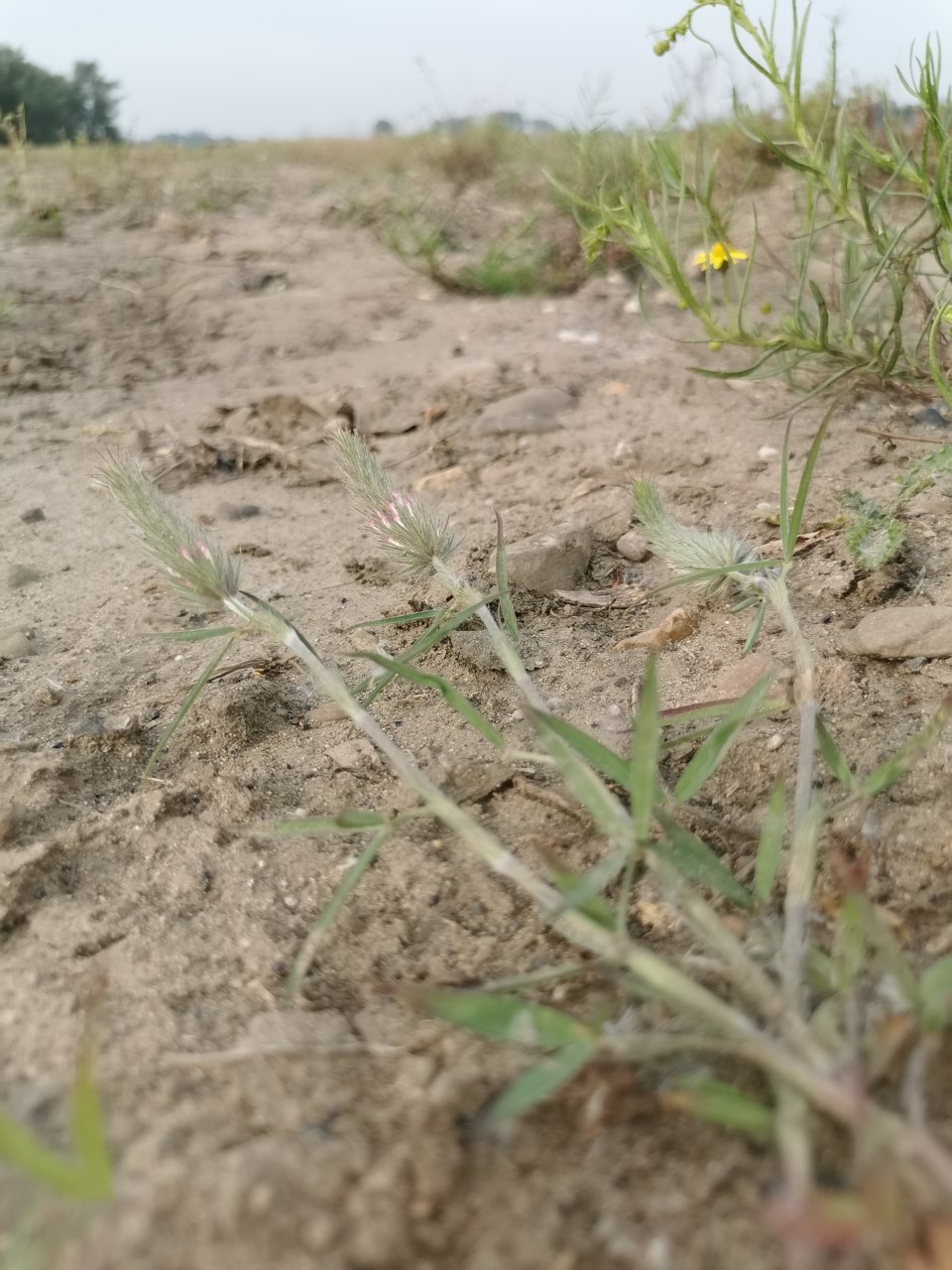 Trifolium angustifolium (door Sipke Gonggrijp)