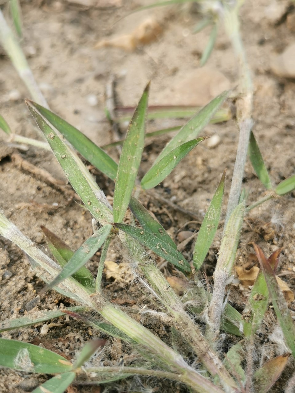 Trifolium angustifolium (door Sipke Gonggrijp)
