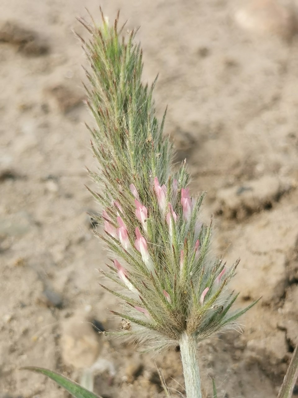 Trifolium angustifolium (door Sipke Gonggrijp)