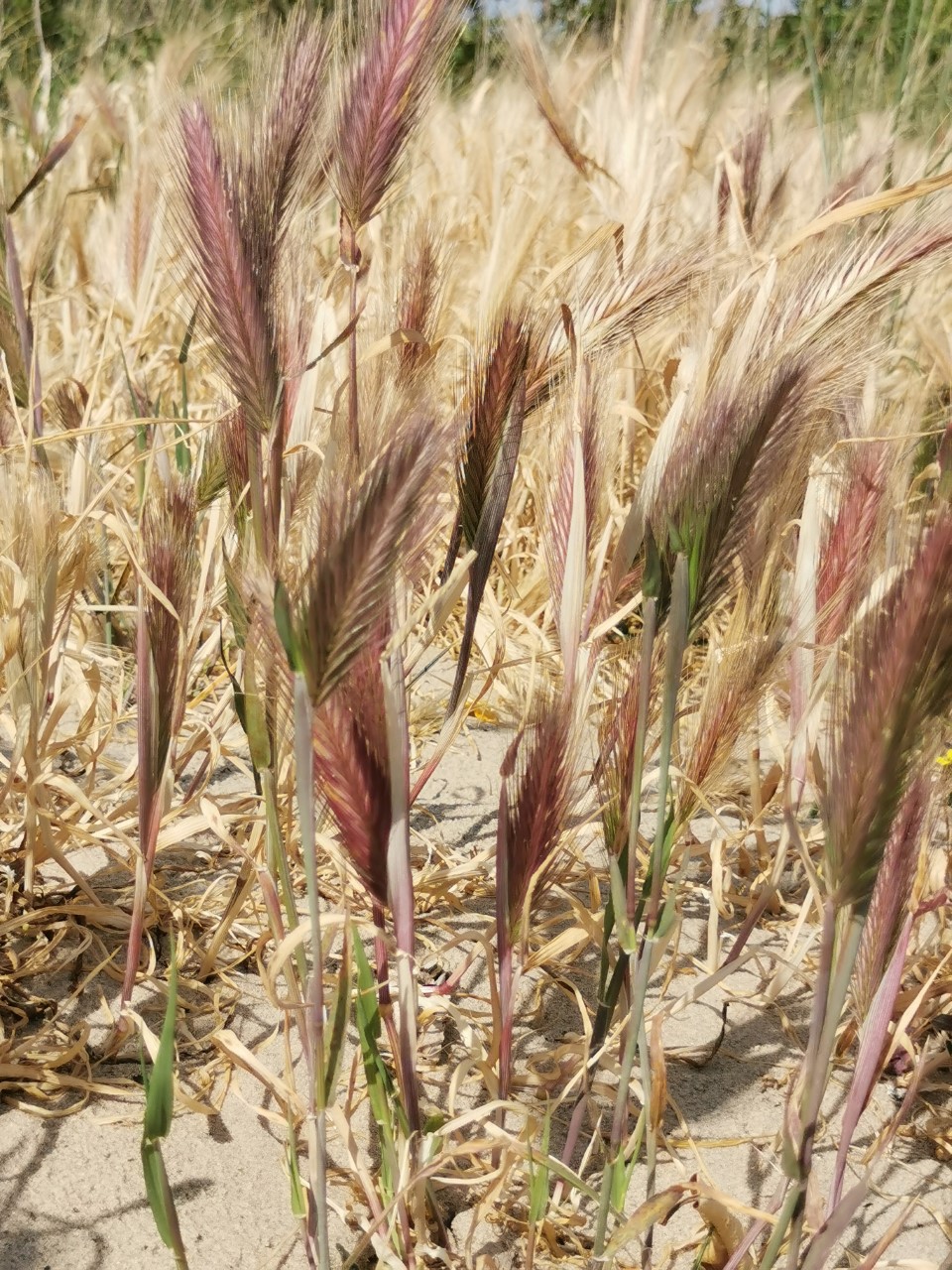 Hordeum murinum subsp. leporinum (door Sipke Gonggrijp)