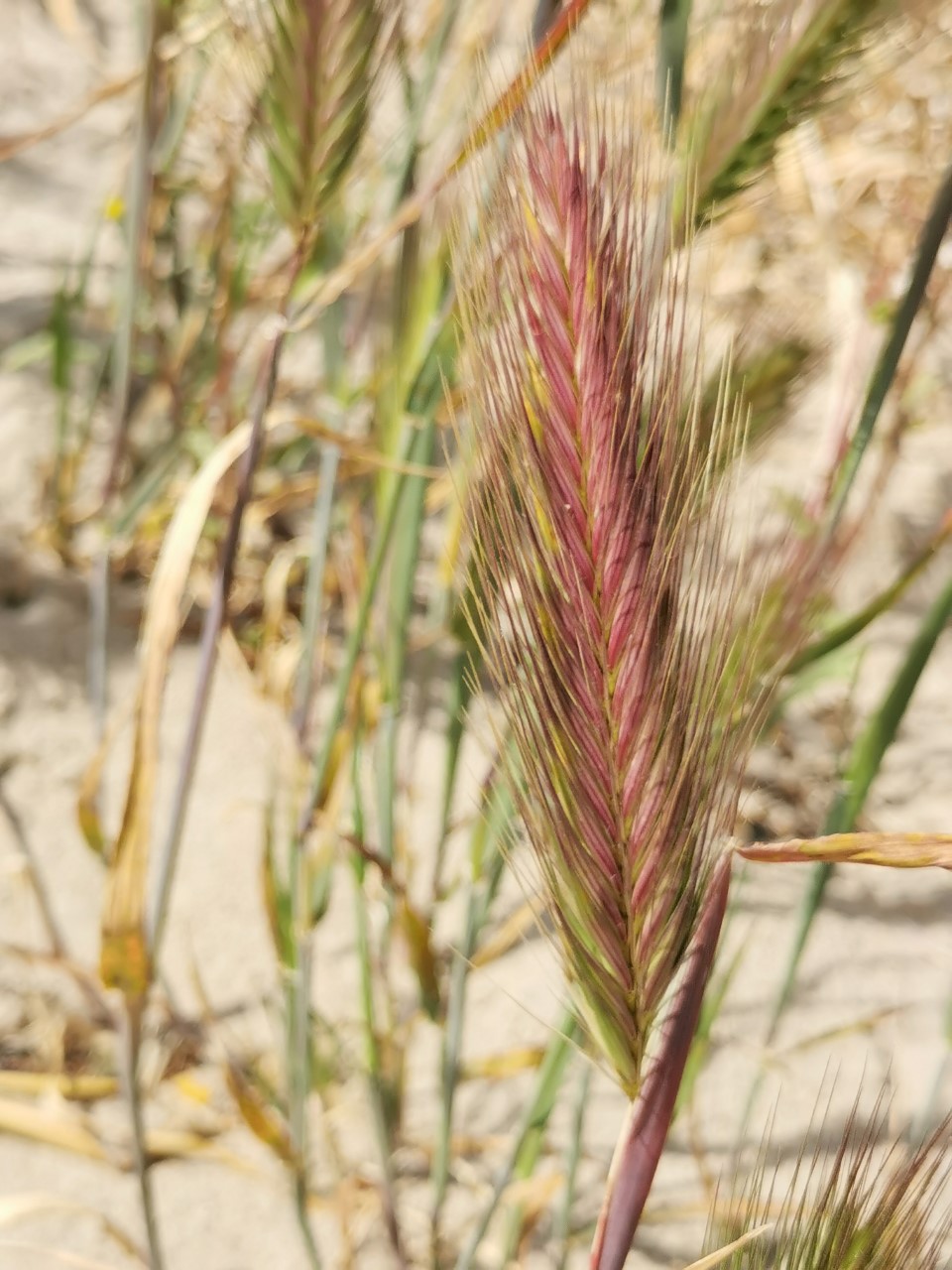 Hordeum murinum subsp. leporinum (door Sipke Gonggrijp)