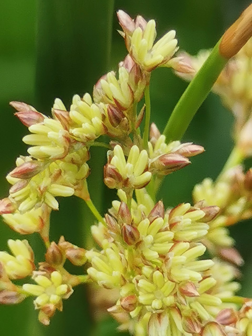 Juncus ingens (door Sipke Gonggrijp)