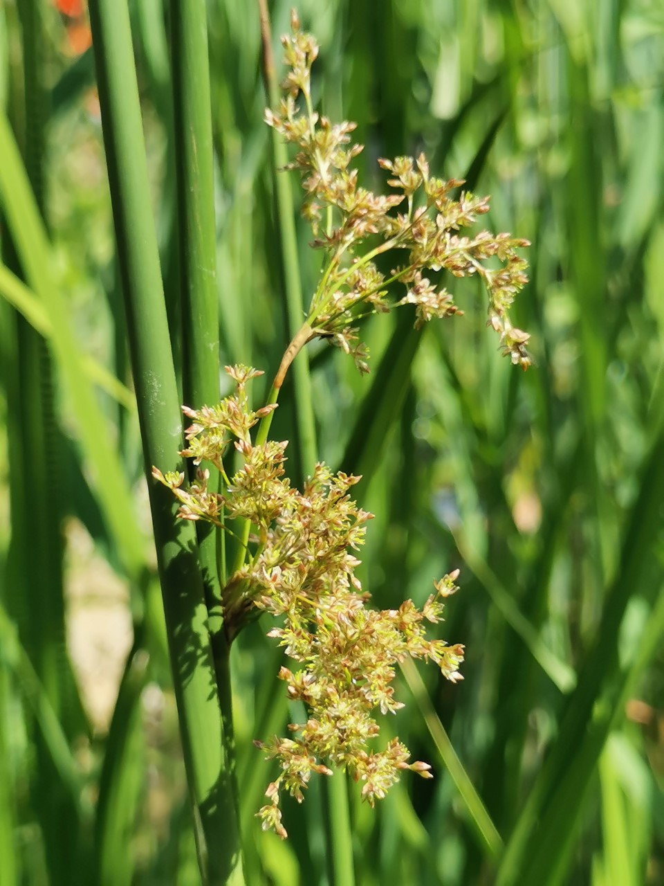 Juncus ingens (door Sipke Gonggrijp)