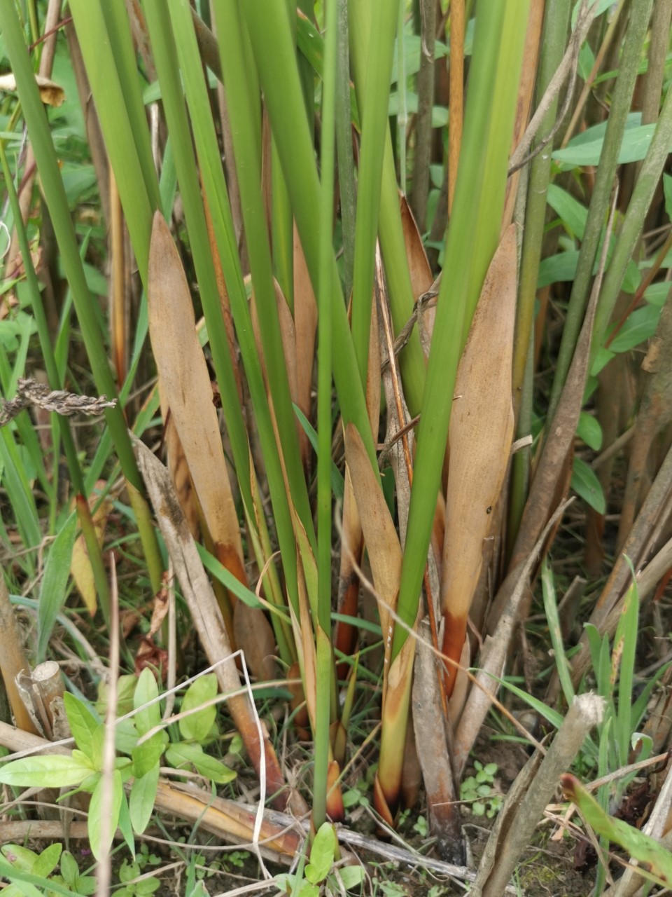 Juncus ingens (door Sipke Gonggrijp)