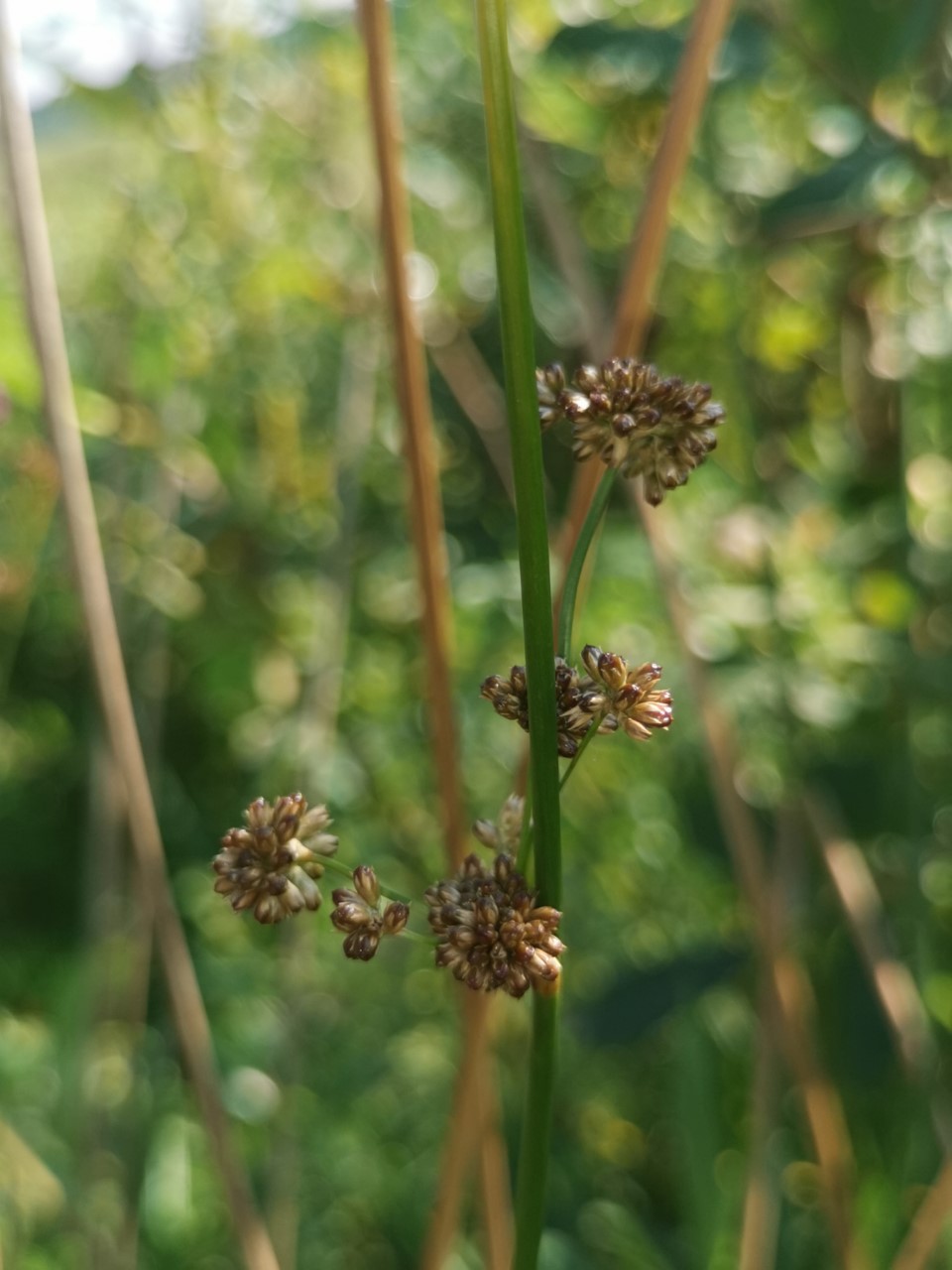 Juncus edgariae (door Sipke Gonggrijp)