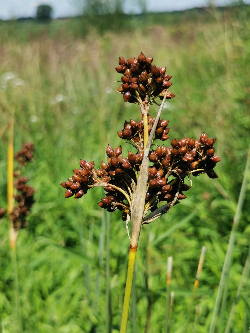 Juncus acutus (door Sipke Gonggrijp)