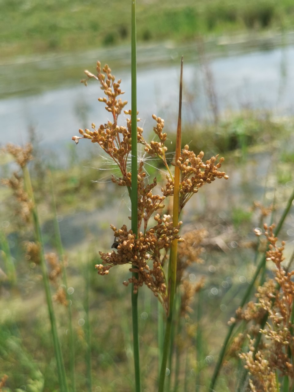 Juncus firmus (door Sipke Gonggrijp)