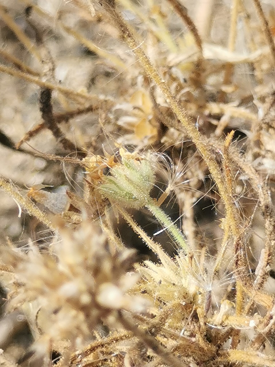 Plantago afra (door Sipke Gonggrijp)