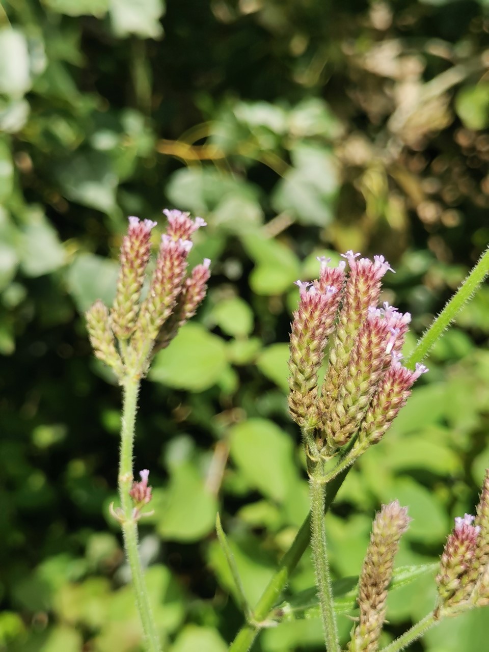 Verbena incompta (door Sipke Gonggrijp)