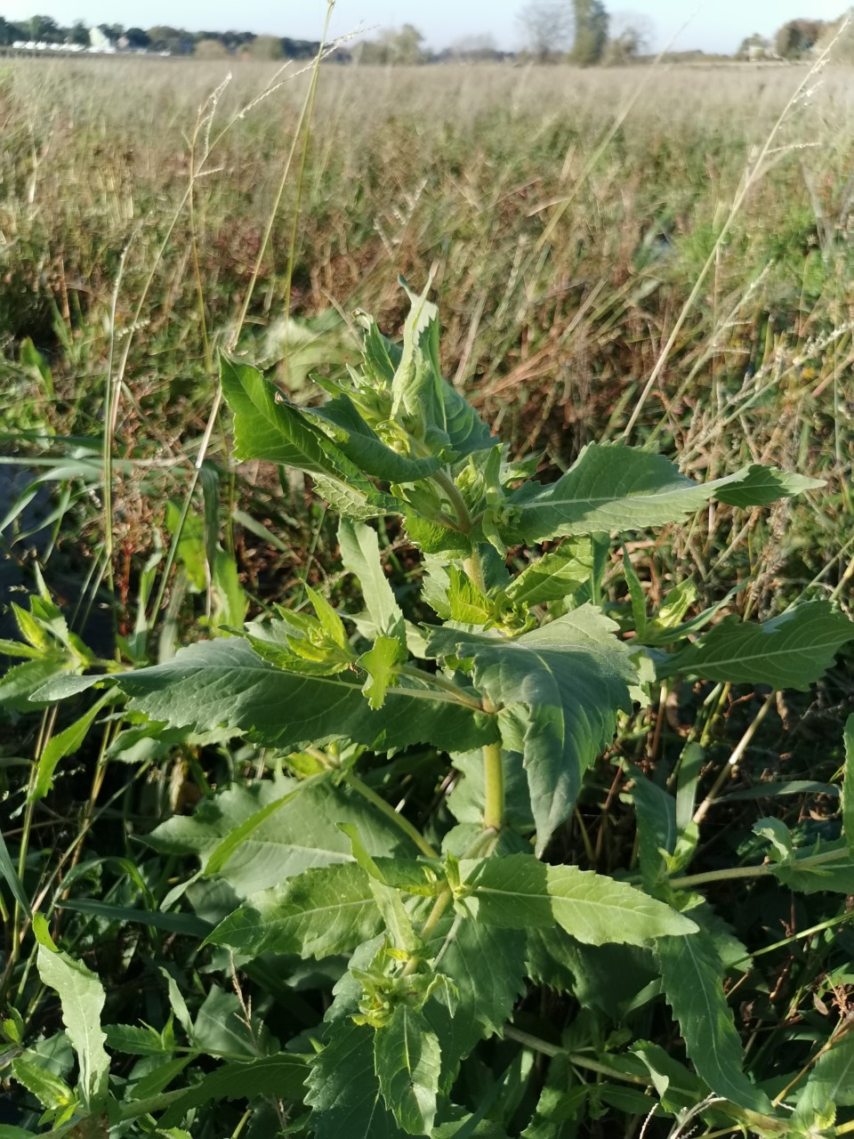 Guizotia scabra (door Sipke Gonggrijp)