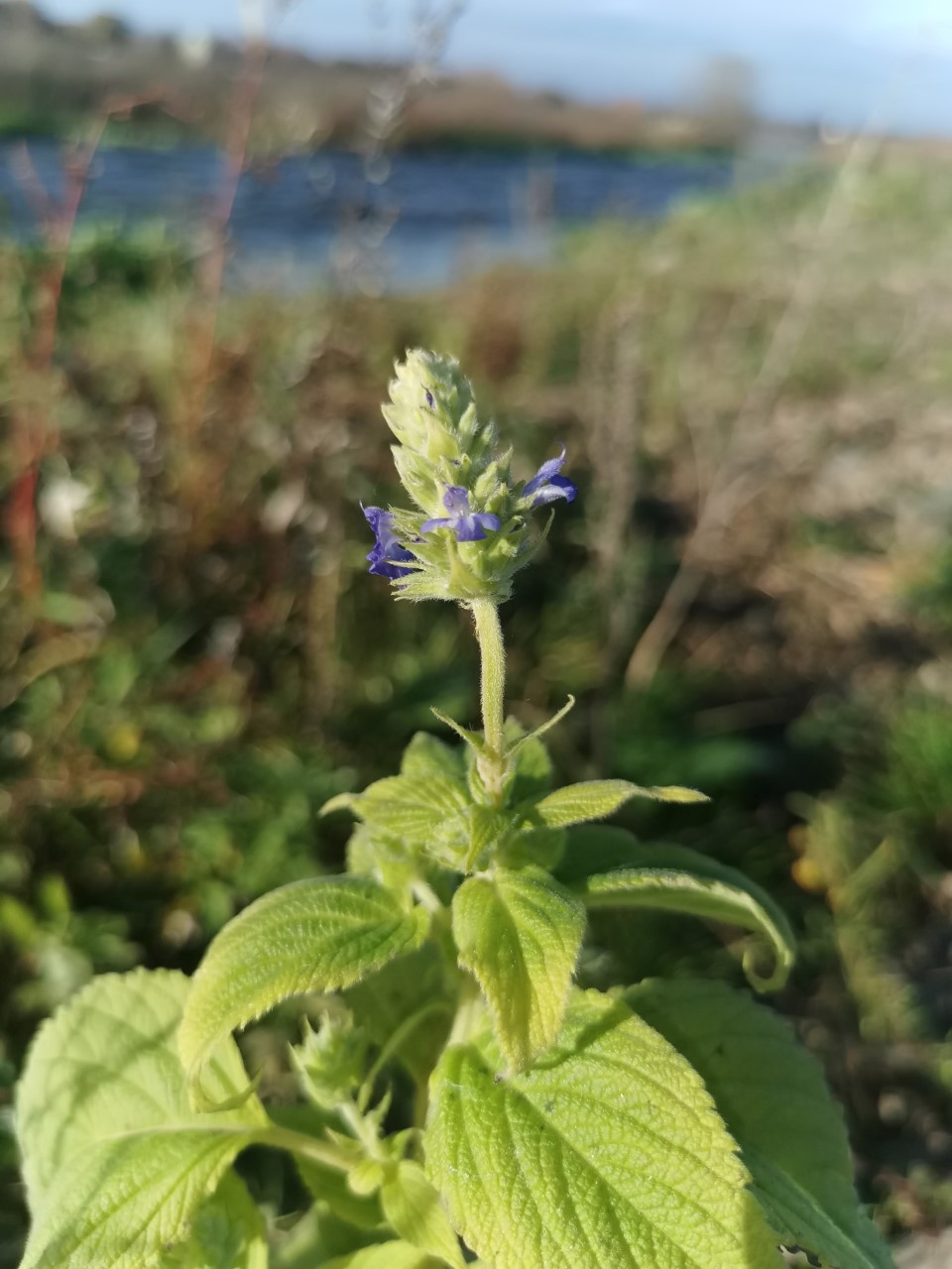 Salvia hispanica (door Sipke Gonggrijp)