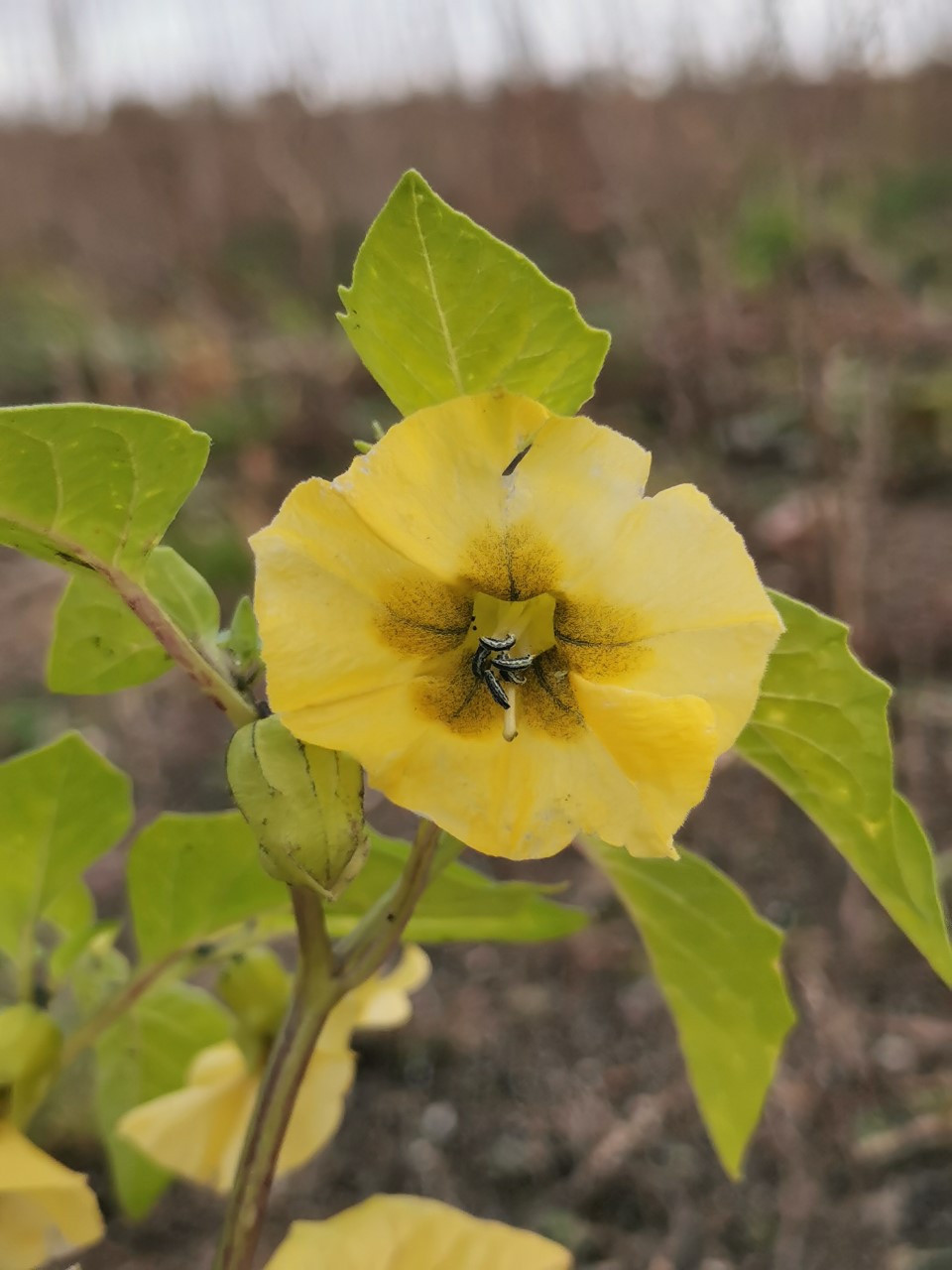 Physalis philadelphica (door Sipke Gonggrijp)