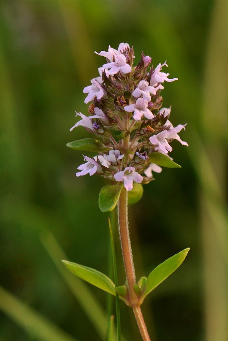 Thymus pulegioides (door Willie Riemsma)