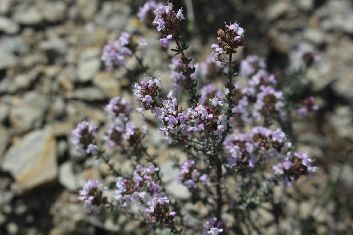 Thymus vulgaris (door José Langens)