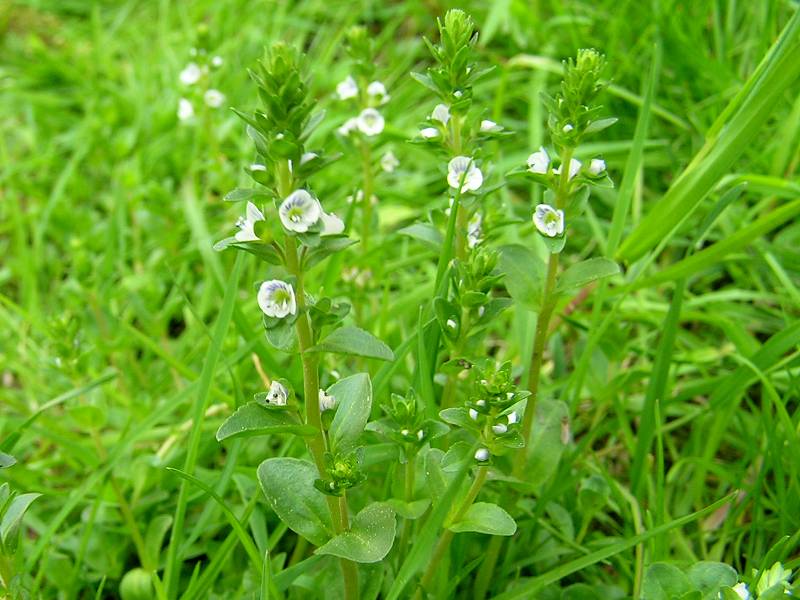 Veronica serpyllifolia (door Grada Menting)