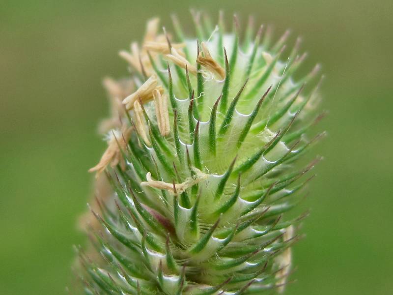 Phleum pratense (door Grada Menting)