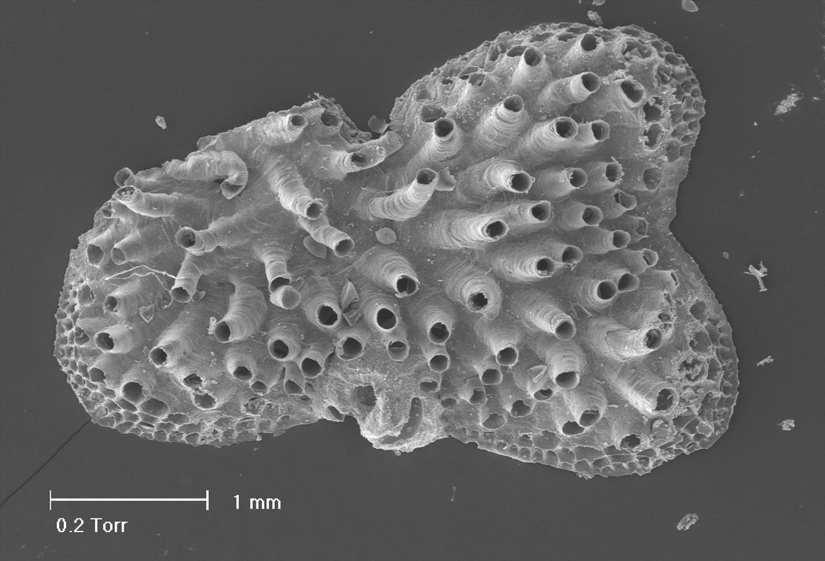 Tubulipora lobifera (door Hans De Blauwe)