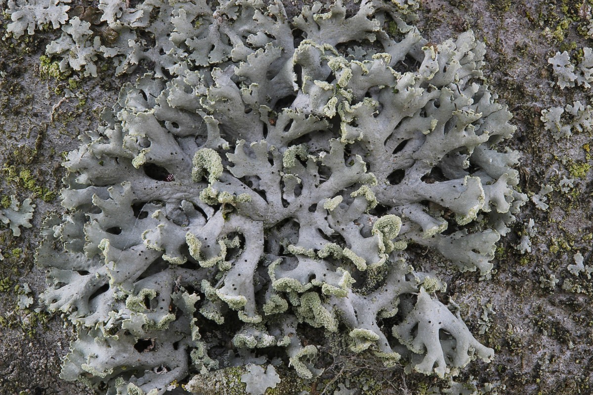 Physcia tenella (door Arjan de Groot)