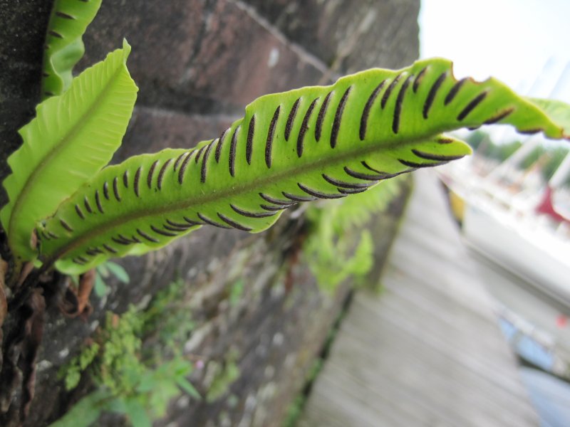 Asplenium scolopendrium (door Grada Menting)