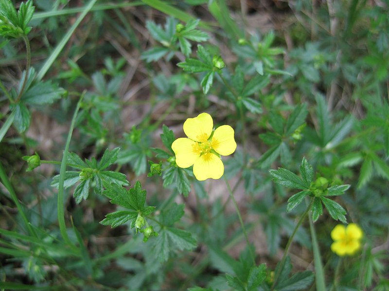 Potentilla erecta (door Grada Menting)