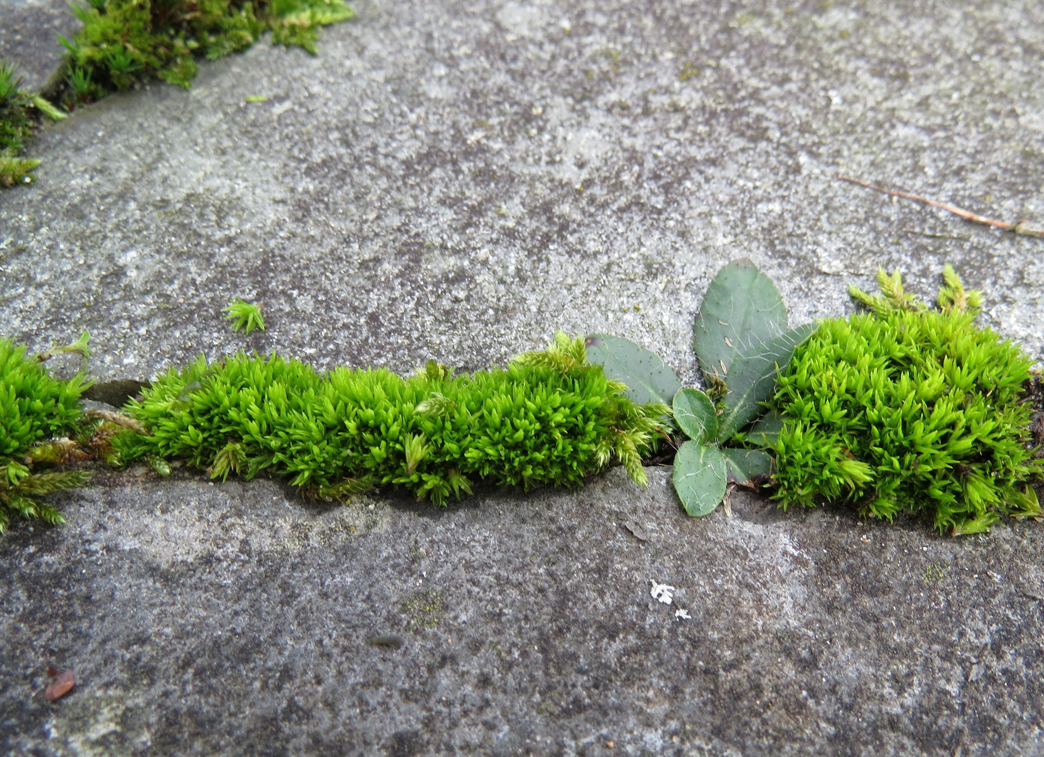 Tortella inclinata (door Herma Visscher)