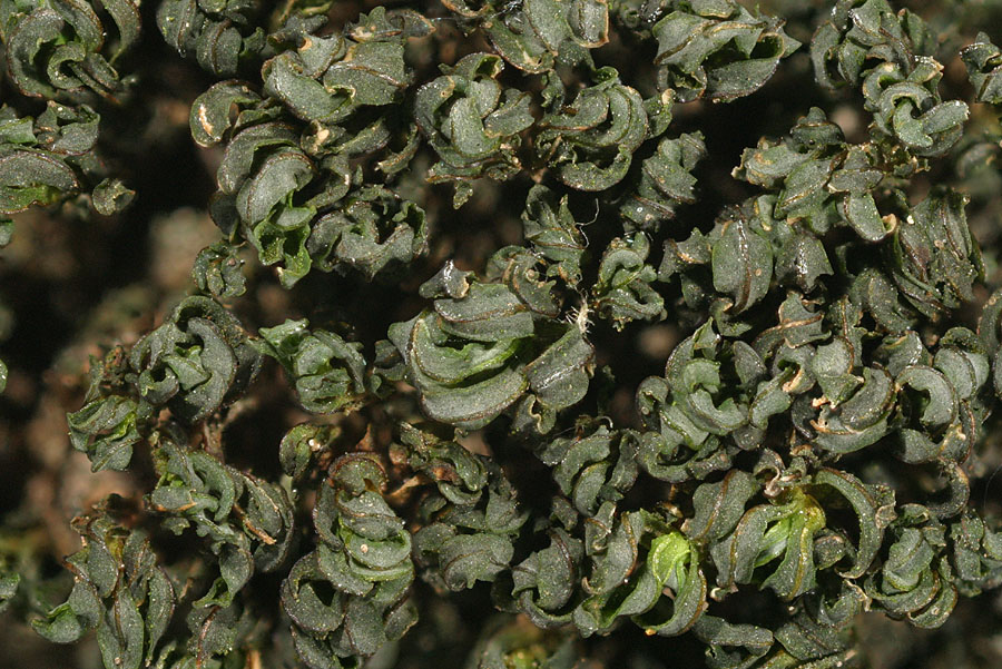 Syntrichia latifolia (door Norbert Stapper)