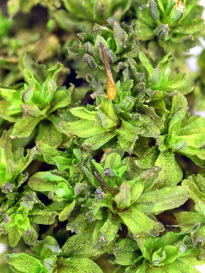 Syntrichia latifolia (door Norbert Stapper)