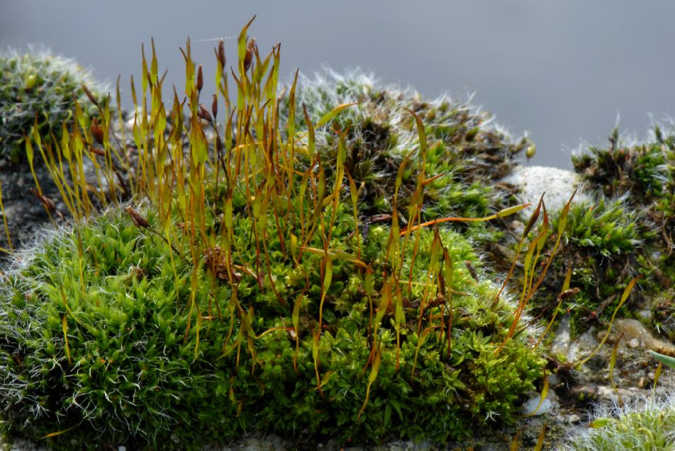 Tortula muralis (door Dick Haaksma)