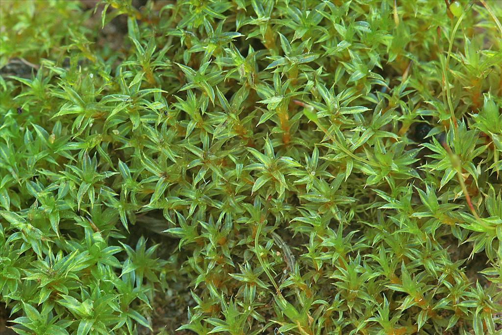 Tortula truncata (door Jan Kersten)