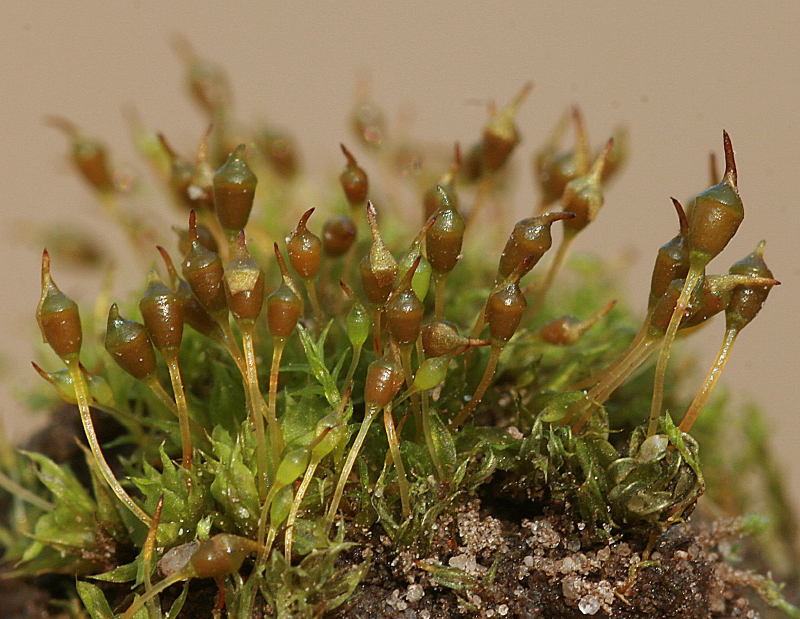 Tortula truncata (door Jan Kersten)