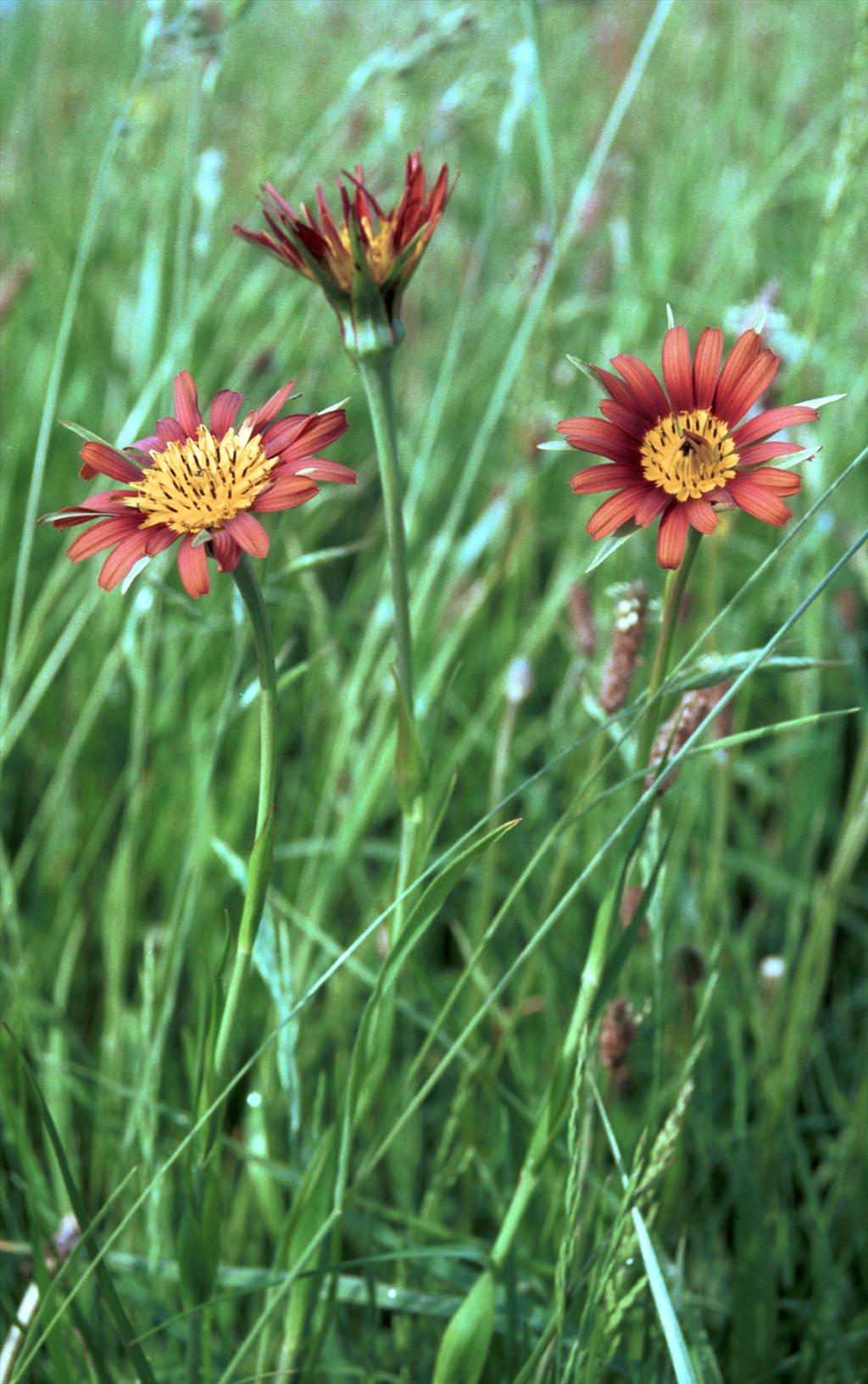 Tragopogon x mirabilis (door Bert Lanjouw)