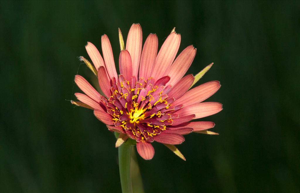 Tragopogon x mirabilis (door Bert Lanjouw)