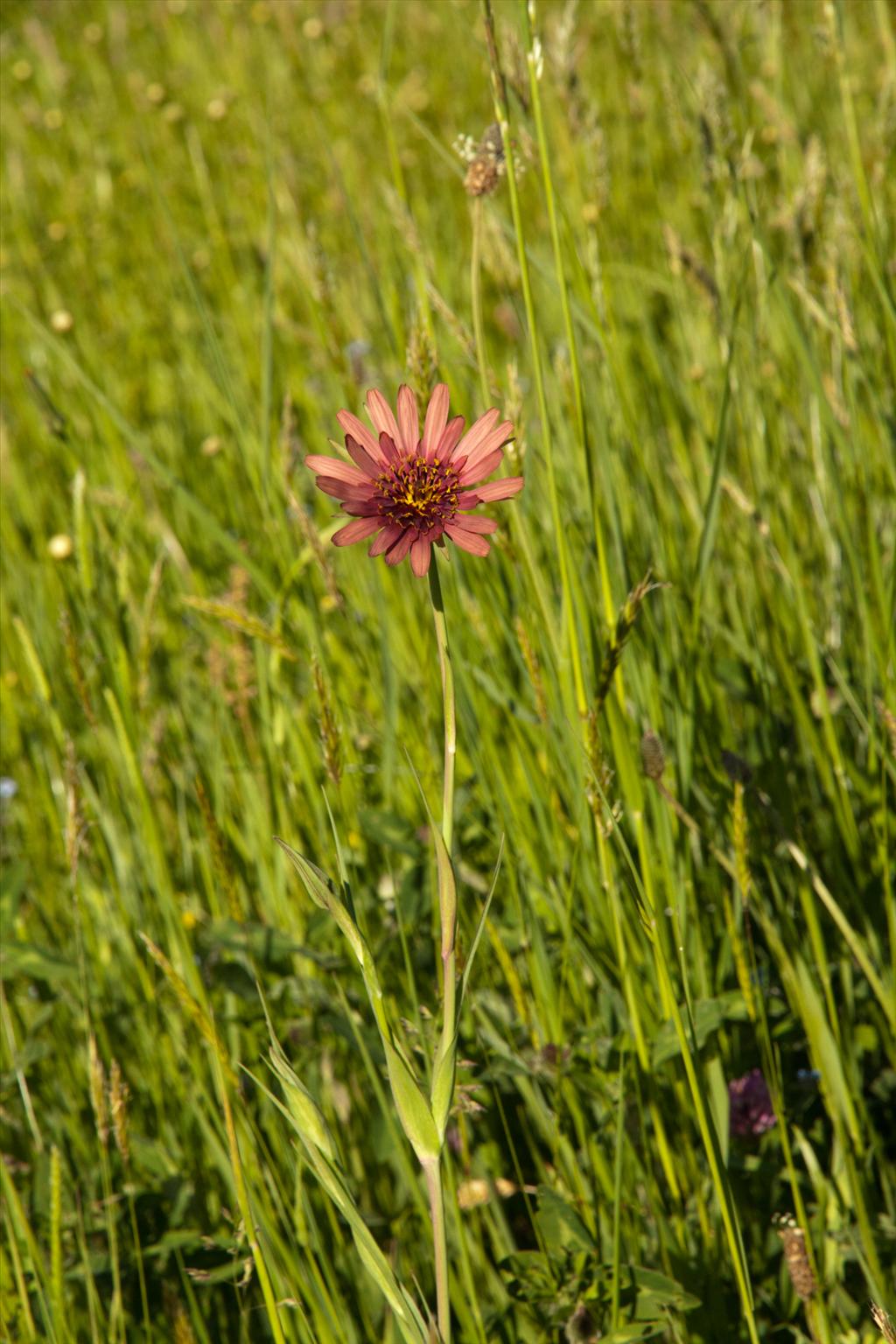 Tragopogon x mirabilis (door Bert Lanjouw)