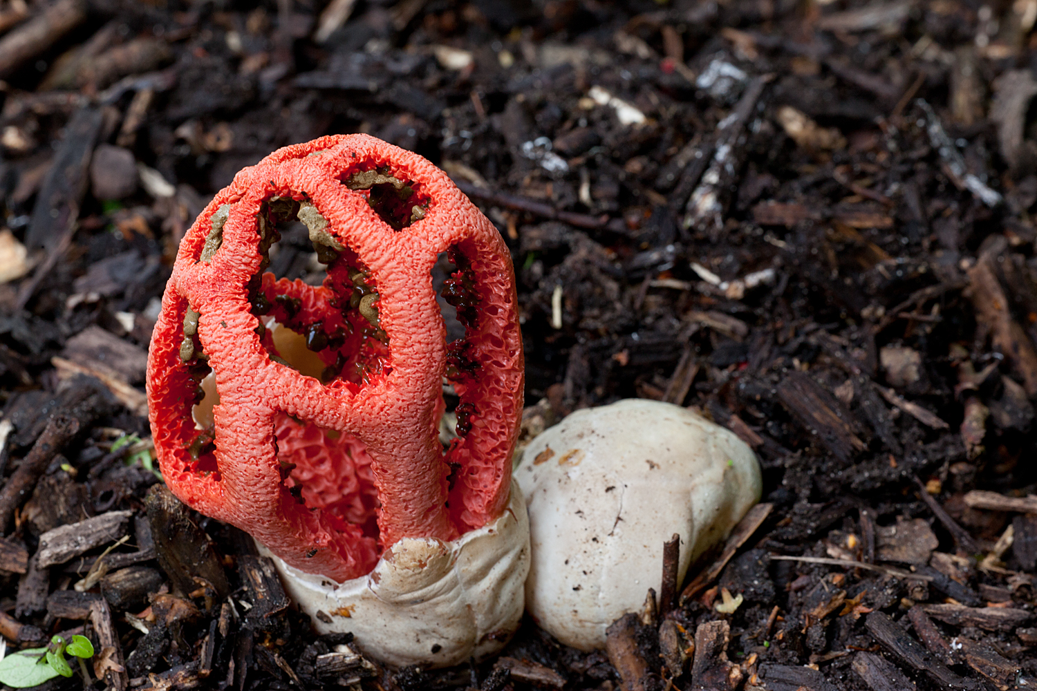 Clathrus ruber (door John Breugelmans)