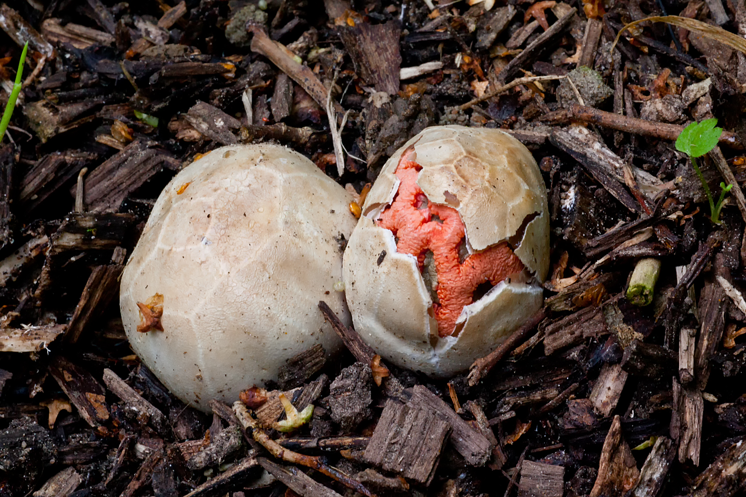 Clathrus ruber (door John Breugelmans)