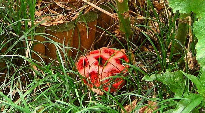 Clathrus ruber (door Lucien Noens)