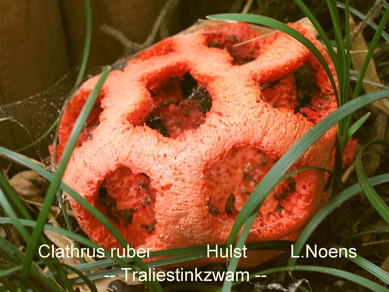 Clathrus ruber (door Lucien Noens)